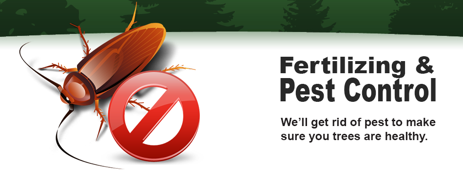 Tree Services Miramar Florida